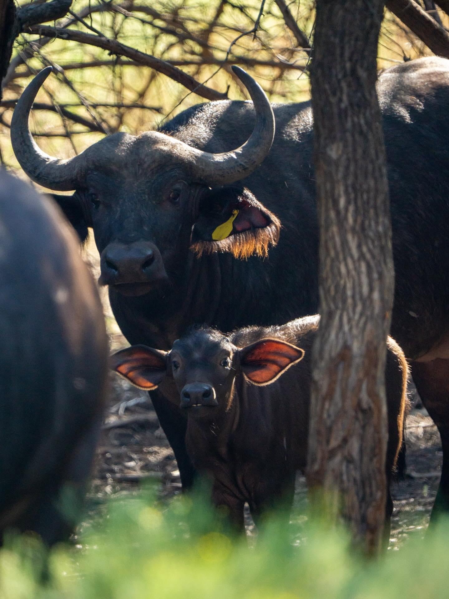 Cape buffalo at Infinity Exotics wildlife preserve