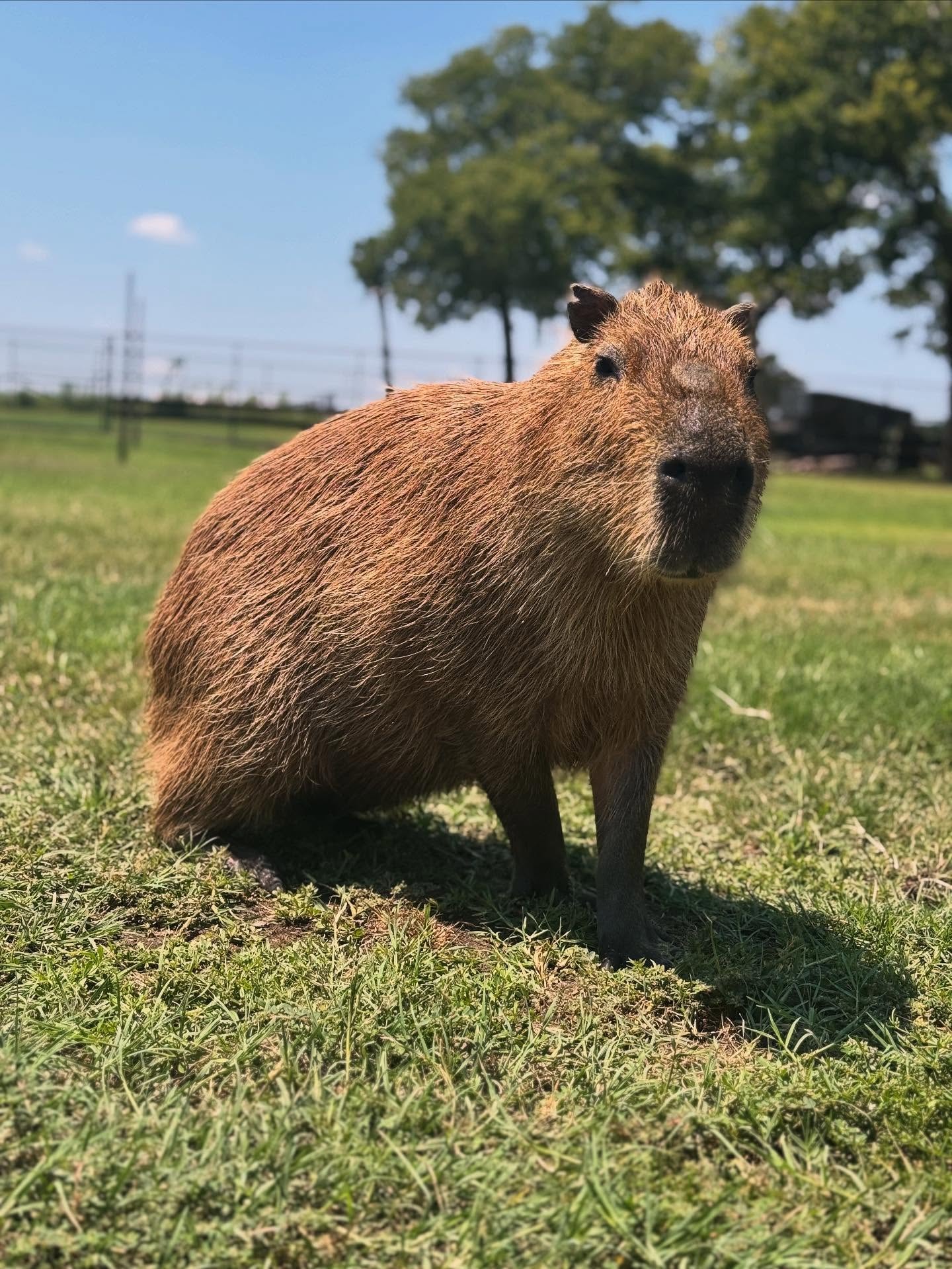 Capybara at Infinity Exotics wildlife preserve