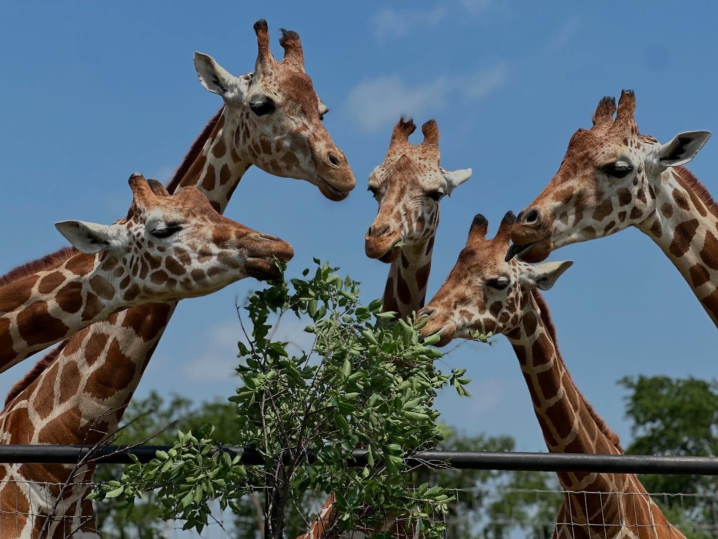 Giraffes at Infinity Exotics wildlife preserve
