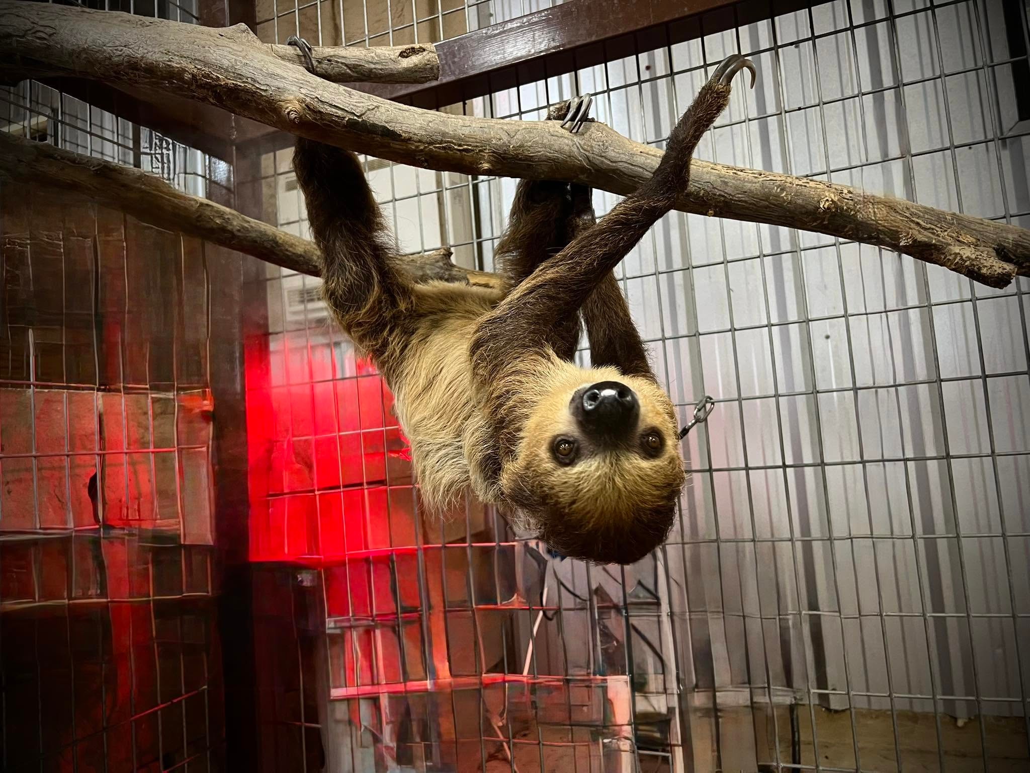 Sloth at Infinity Exotics wildlife preserve